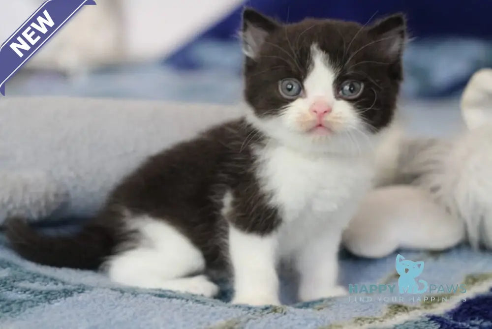 Haval British Shorthair male black bicolour live animals