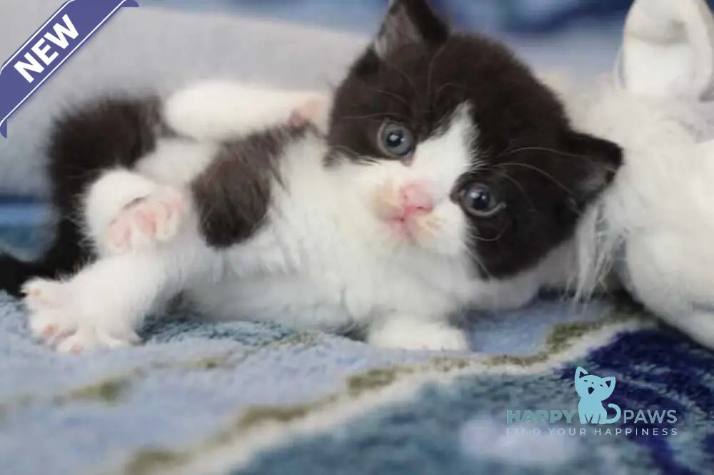 Haval British Shorthair male black bicolour live animals