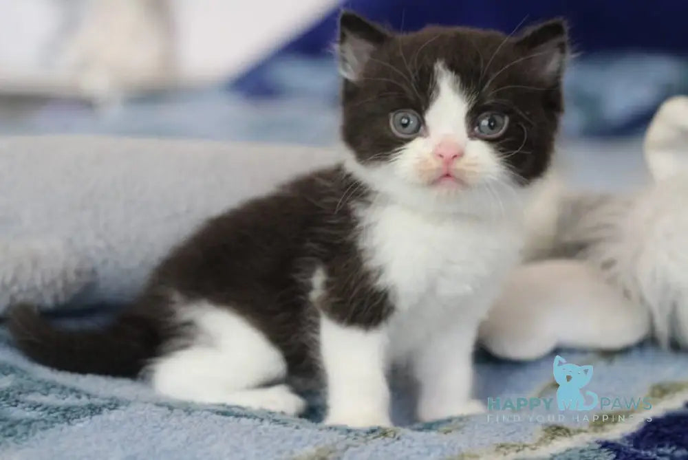 Haval British Shorthair male black bicolour live animals