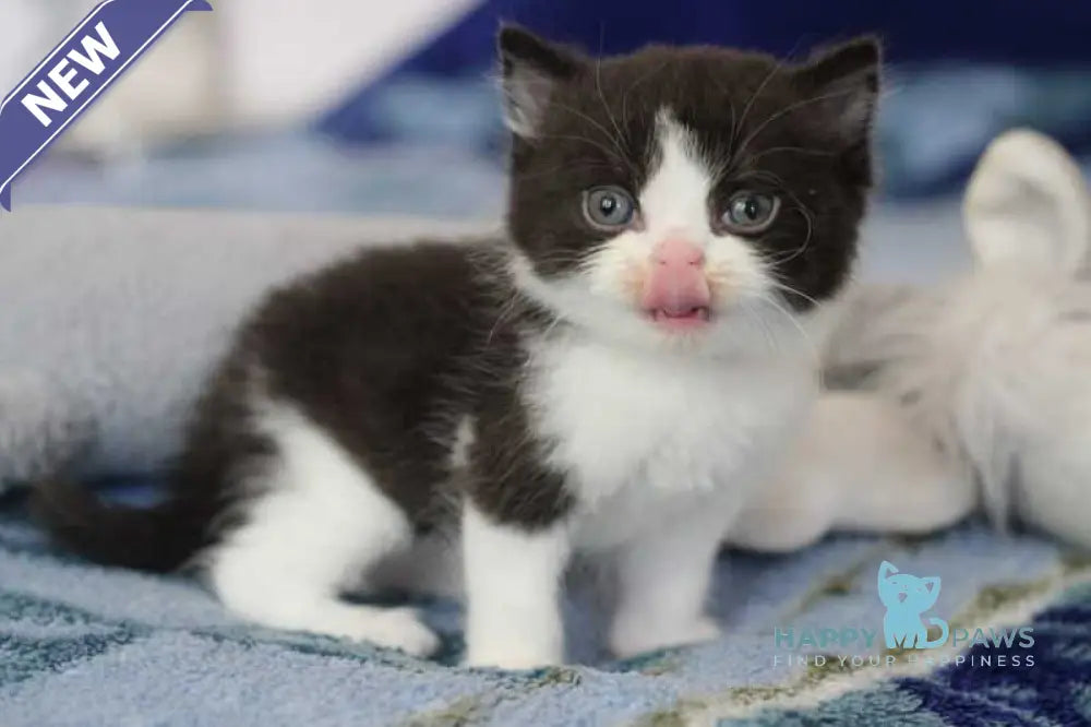 Haval British Shorthair male black bicolour live animals