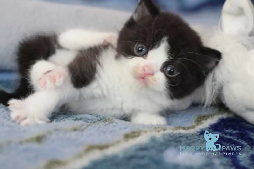 Haval British Shorthair male black bicolour live animals
