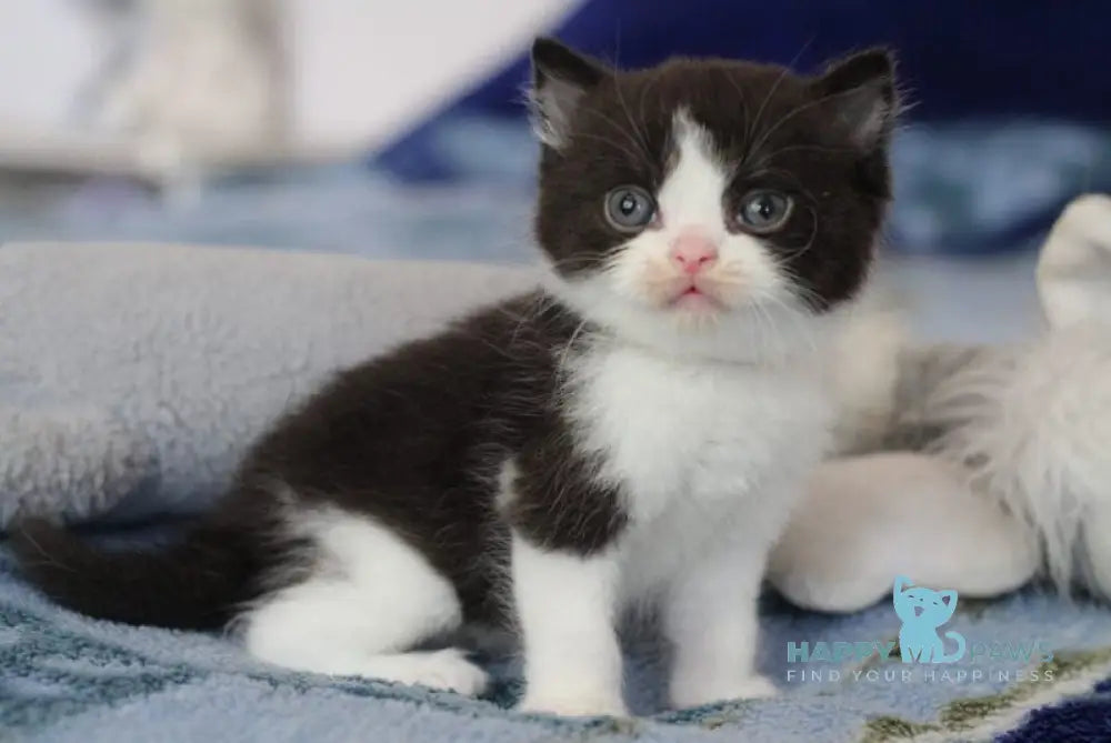 Haval British Shorthair male black bicolour live animals