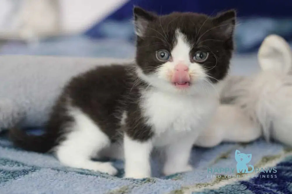 Haval British Shorthair male black bicolour live animals