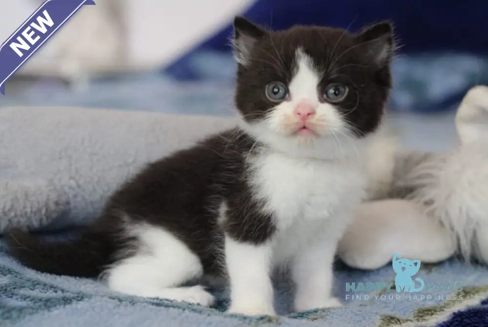 Haval British Shorthair male black bicolour live animals