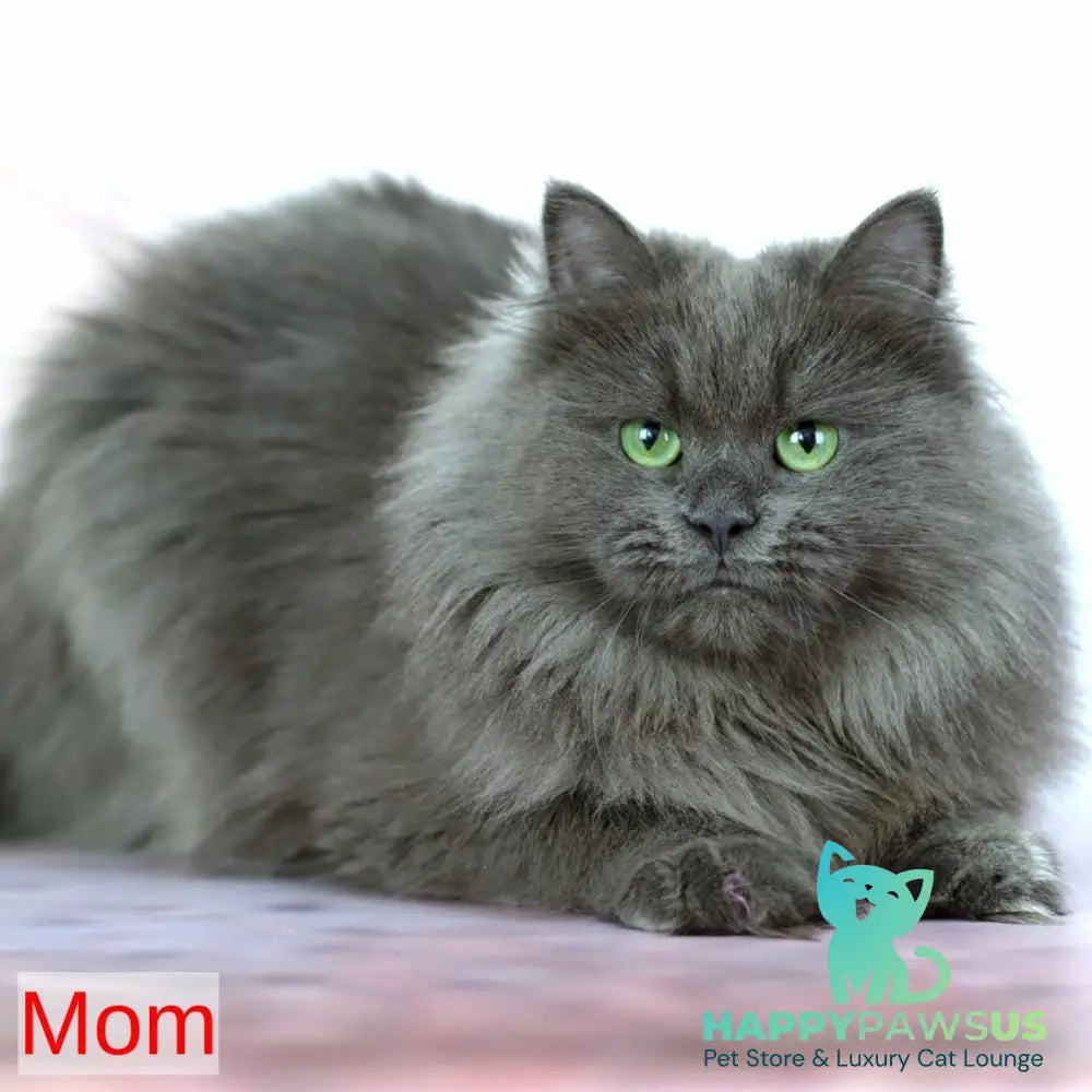 Havana Siberian female blue with white tabby pointed - live animals
