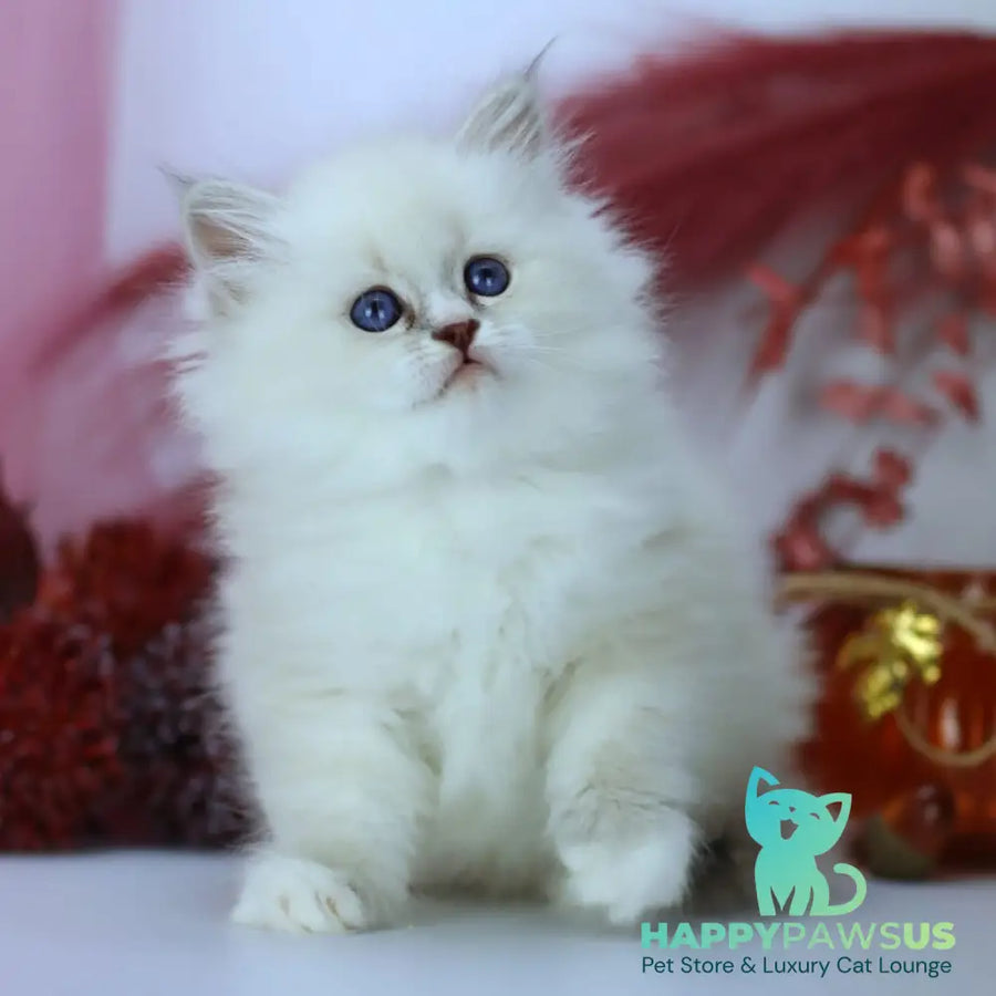 Havana Siberian female blue with white tabby pointed - live animals