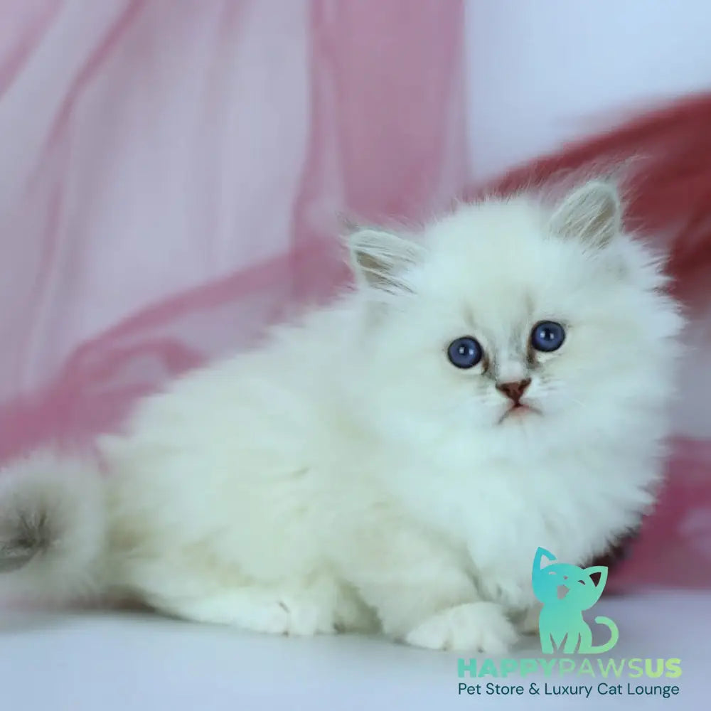 Havana Siberian female blue with white tabby pointed - live animals