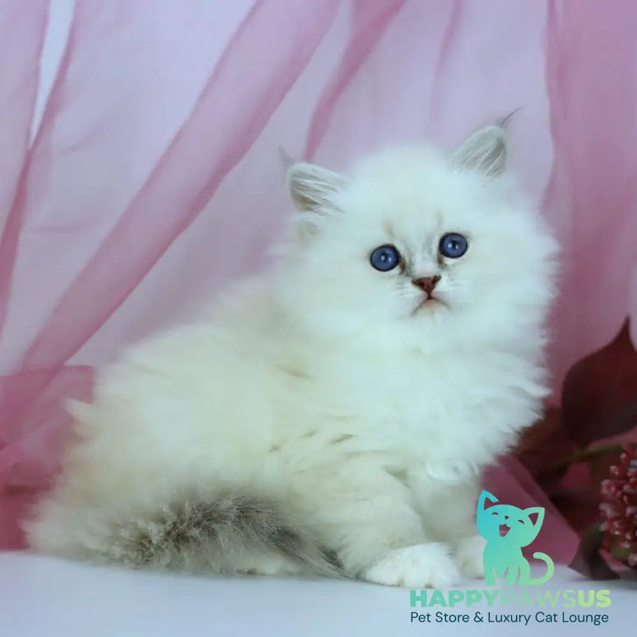 Havana Siberian female blue with white tabby pointed - live animals