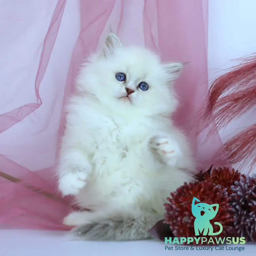 Havana Siberian female blue with white tabby pointed - live animals