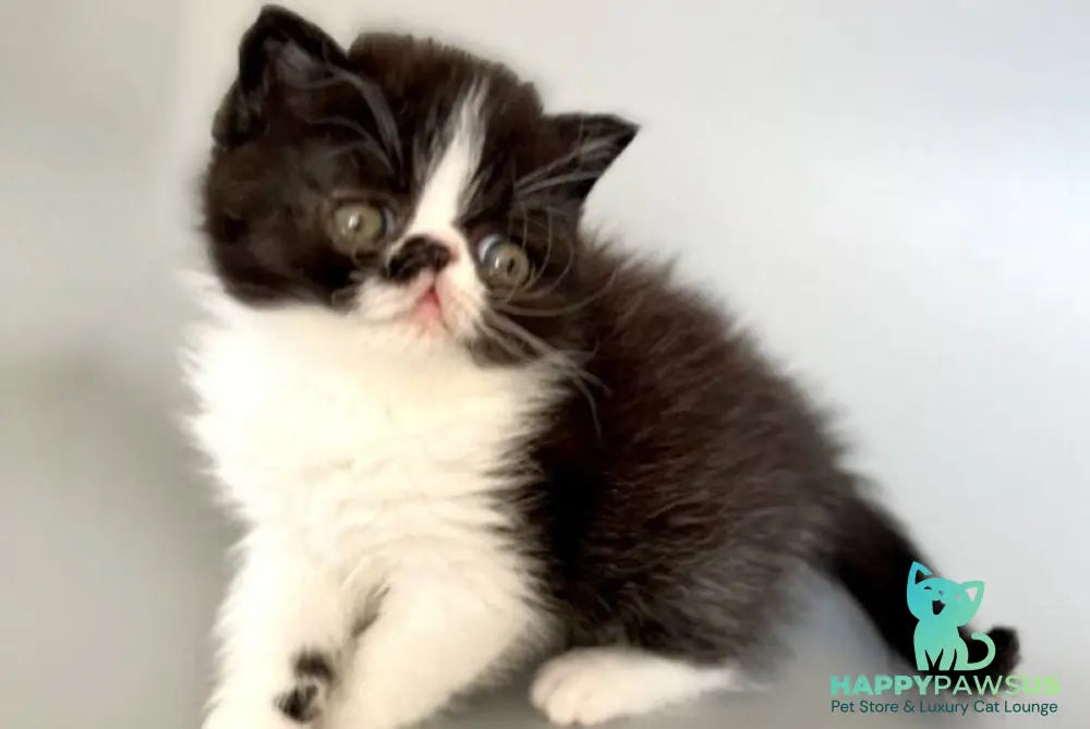 Havier Hoir Exotic male black bicolour - live animals