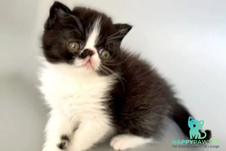 Havier Hoir Exotic male black bicolour - live animals