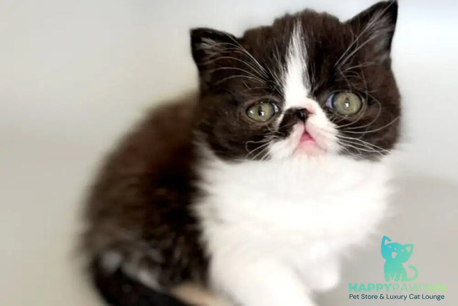 Havier Hoir Exotic male black bicolour - live animals