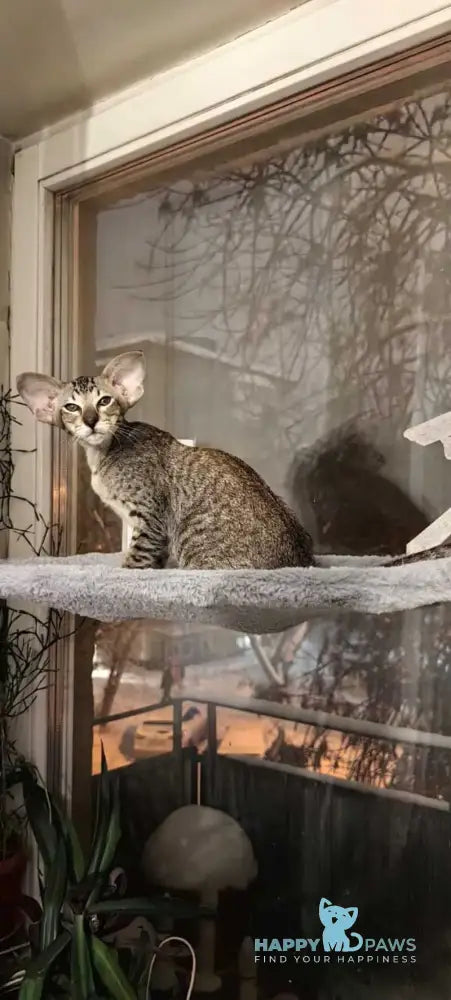 Hawker Oriental Shorthair male black spotted tabby live animals