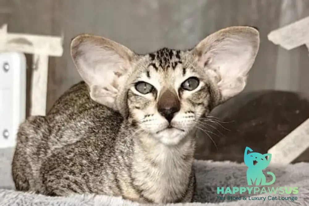 Hawker Oriental Shorthair male black spotted tabby live animals