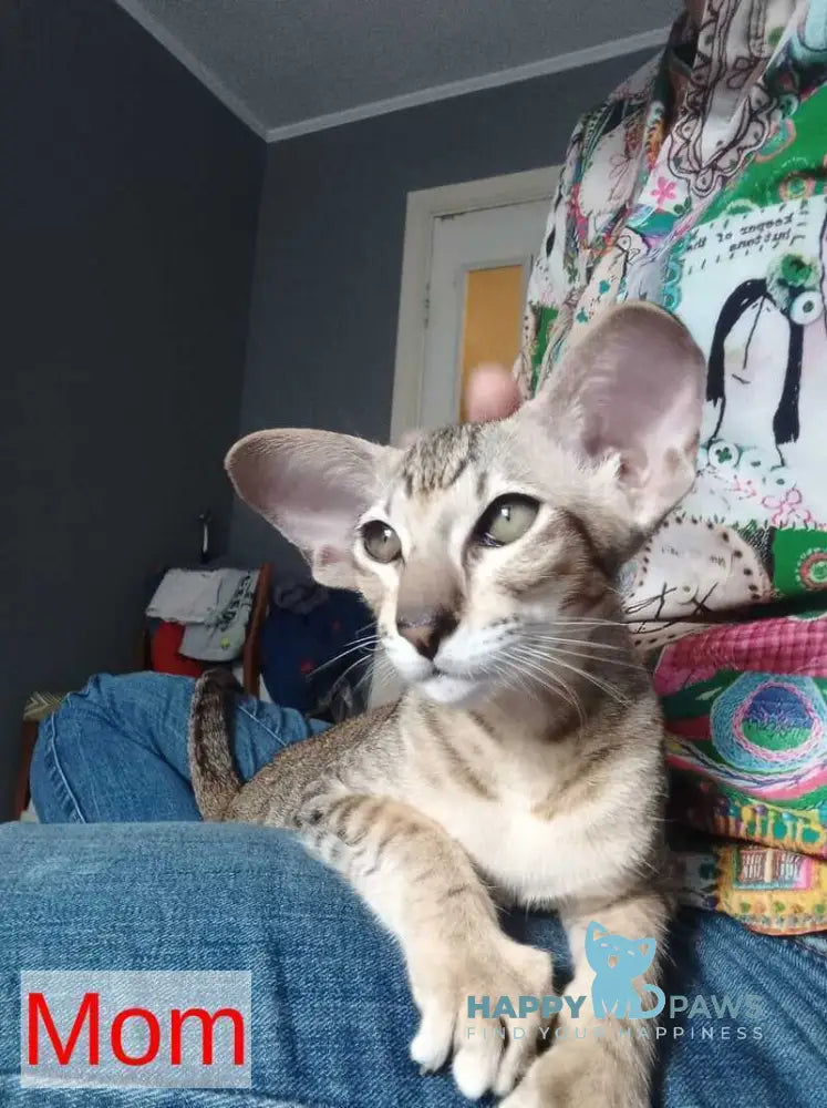 Hawker Oriental Shorthair male black spotted tabby live animals