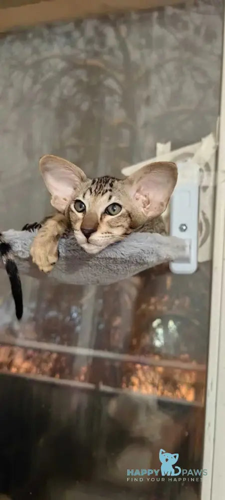 Hawker Oriental Shorthair male black spotted tabby live animals