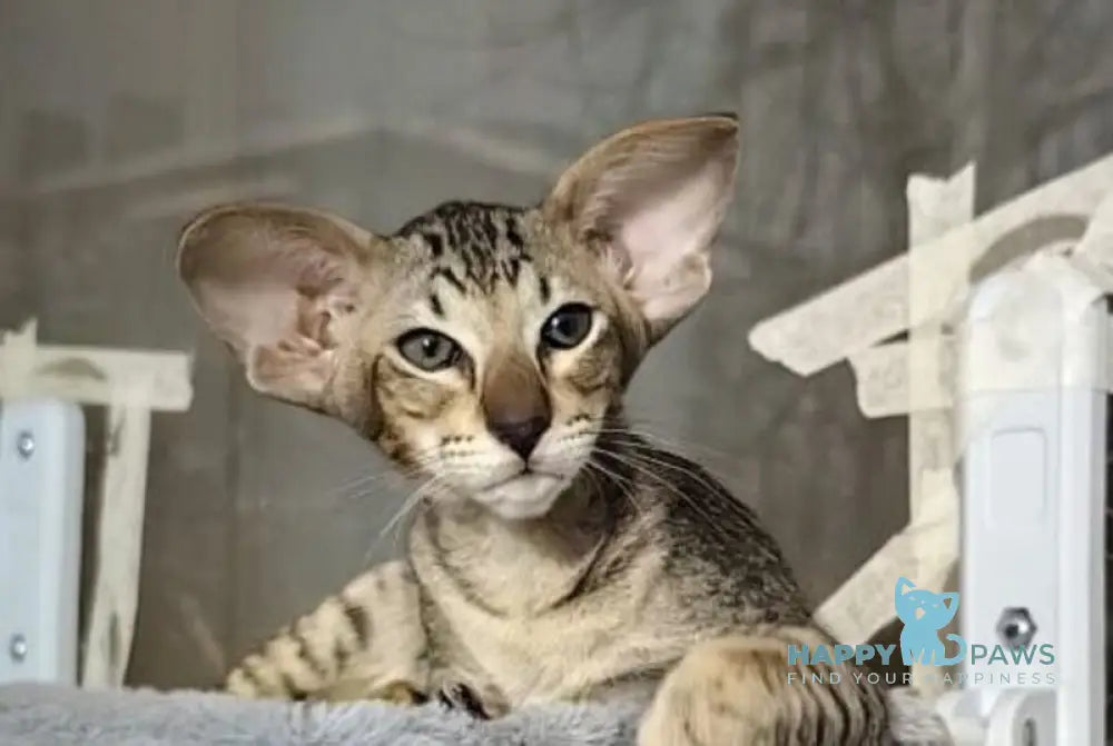Hawker Oriental Shorthair male black spotted tabby live animals