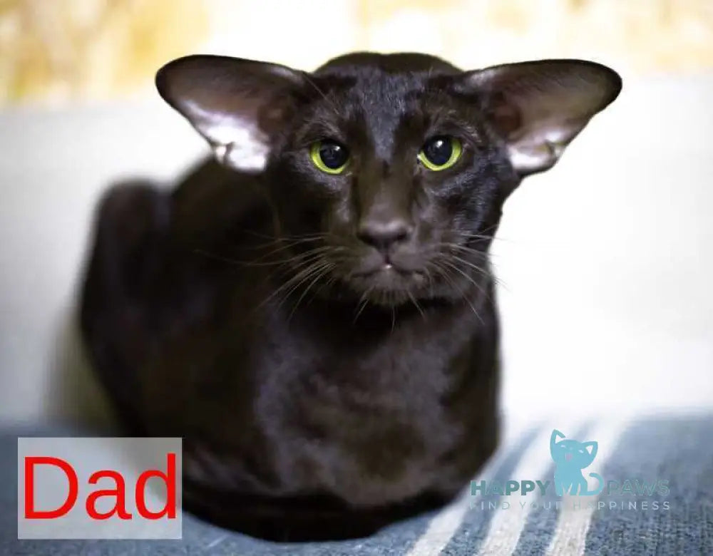 Hawker Oriental Shorthair male black spotted tabby live animals