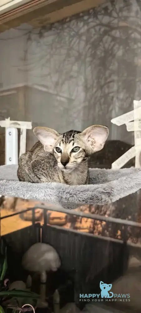 Hawker Oriental Shorthair male black spotted tabby live animals