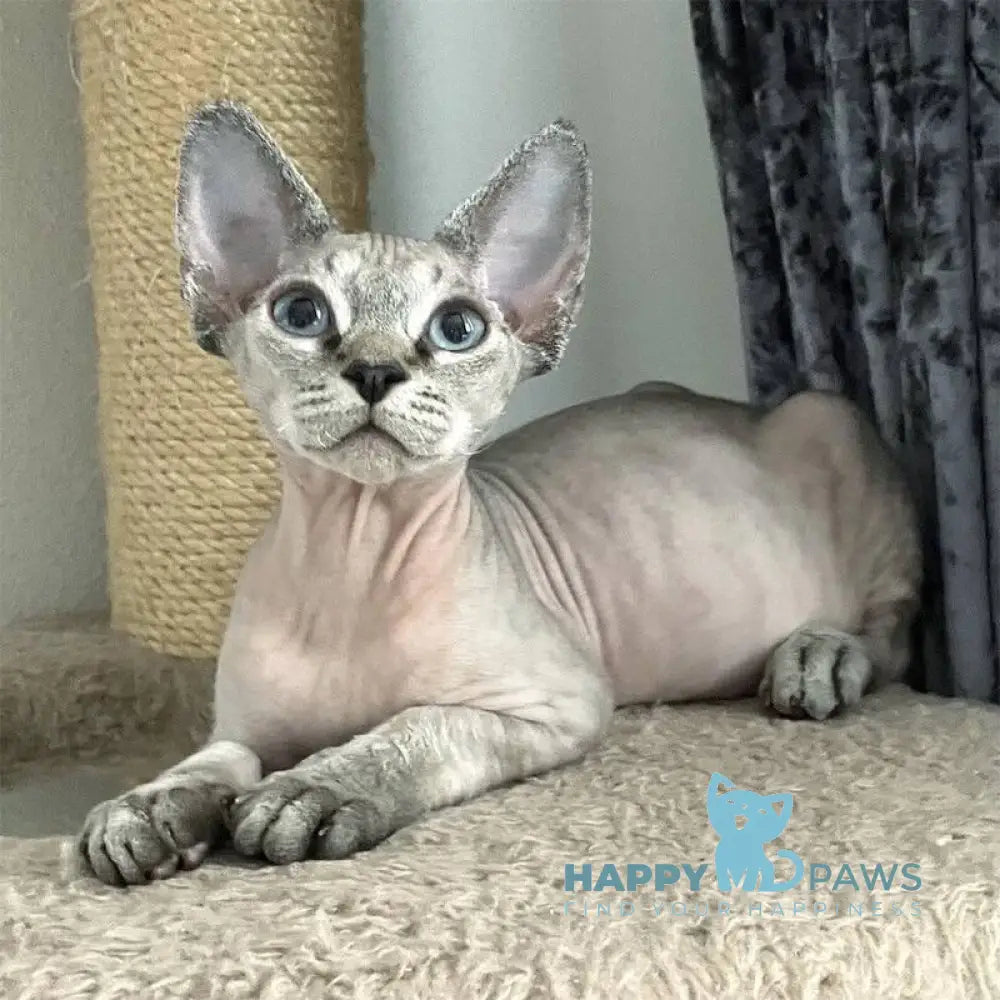 Hayden Devon Rex male black spotted tabby pointed live animals