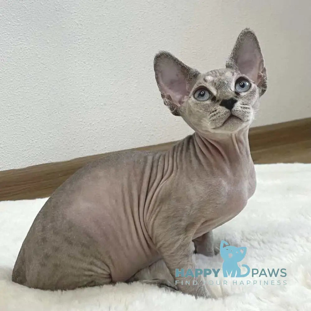 Hayden Devon Rex male black spotted tabby pointed live animals