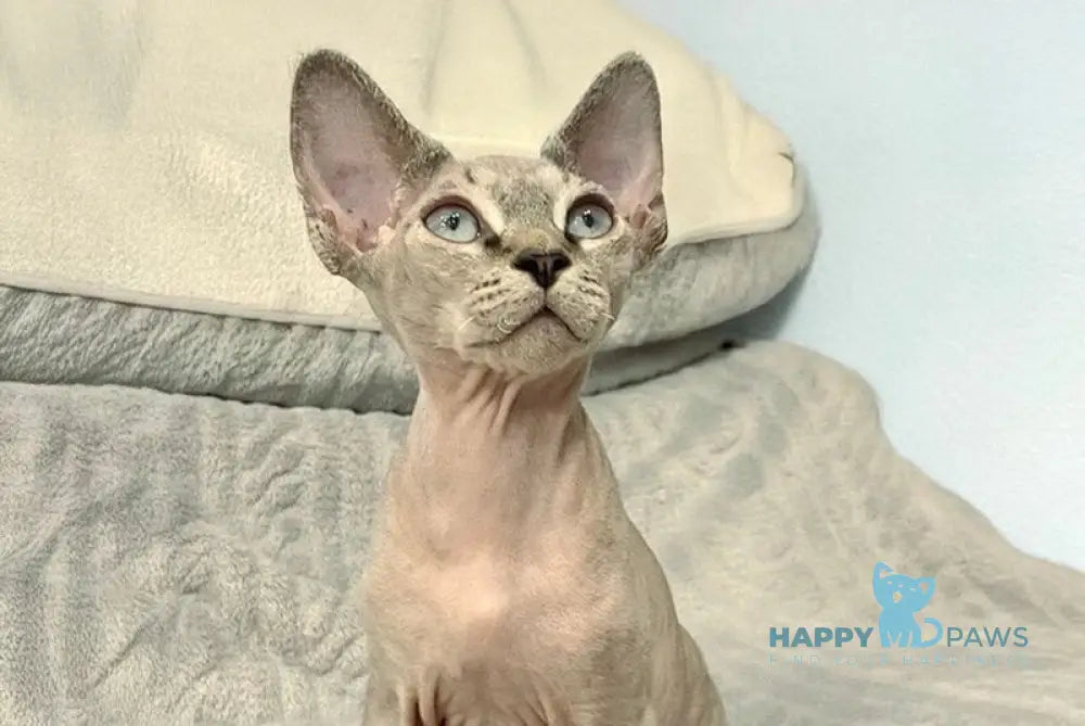 Hayden Devon Rex male black spotted tabby pointed live animals