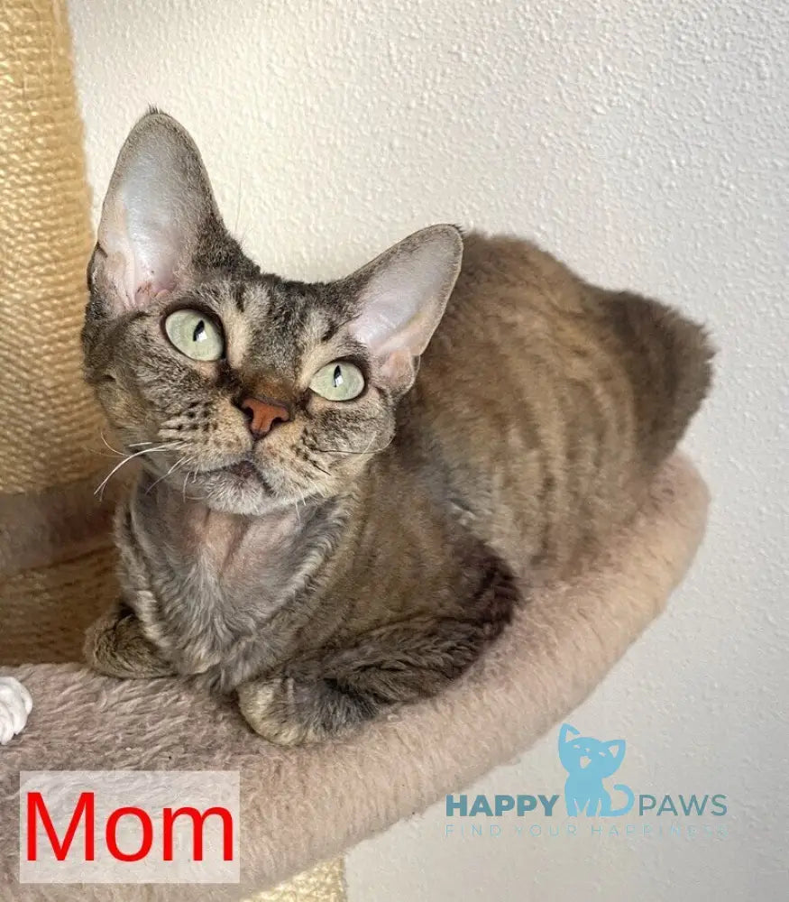 Hayden Devon Rex male black spotted tabby pointed live animals