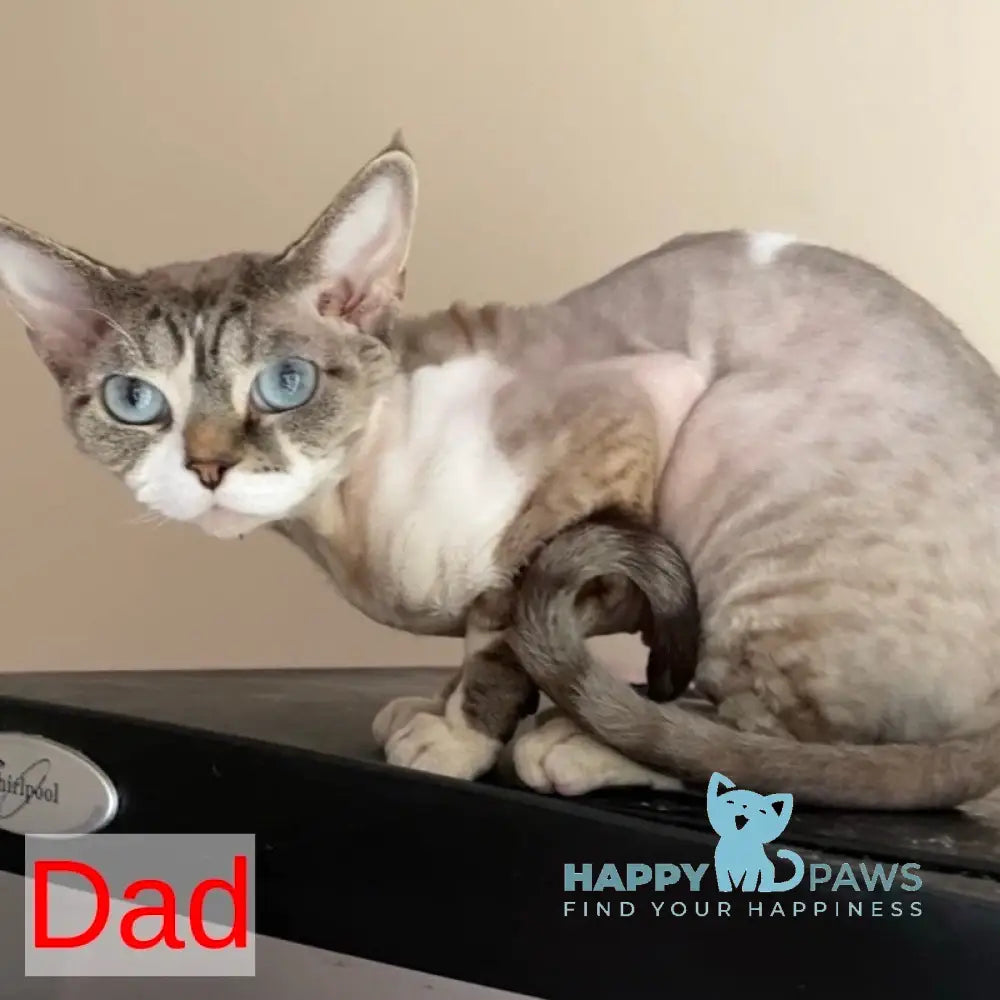 Hayden Devon Rex male black spotted tabby pointed live animals