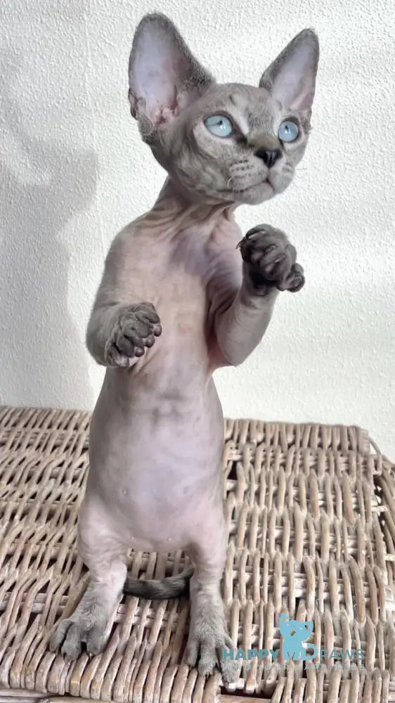 Hayden Devon Rex male black spotted tabby pointed live animals