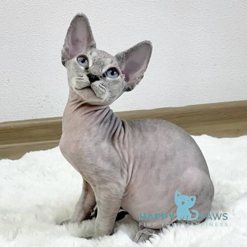 Hayden Devon Rex male black spotted tabby pointed live animals