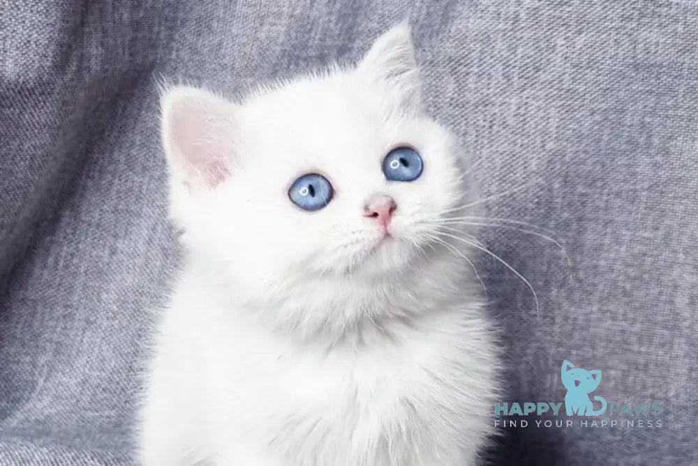 Hayley British Shorthair female black silver shaded pointed live animals