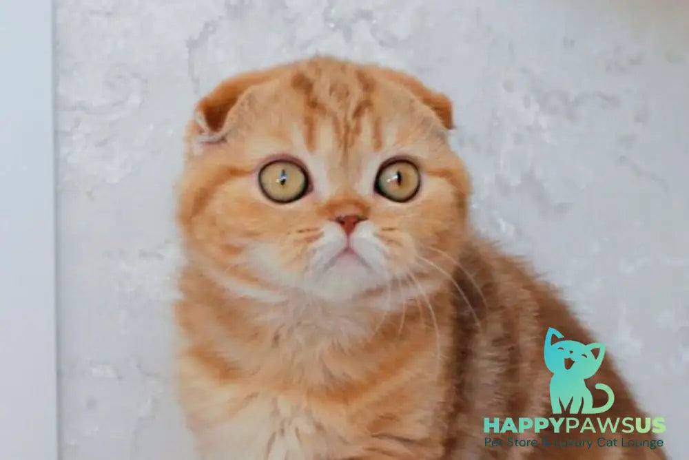 Hayley Scottish Fold female cinnamon tabby live animals