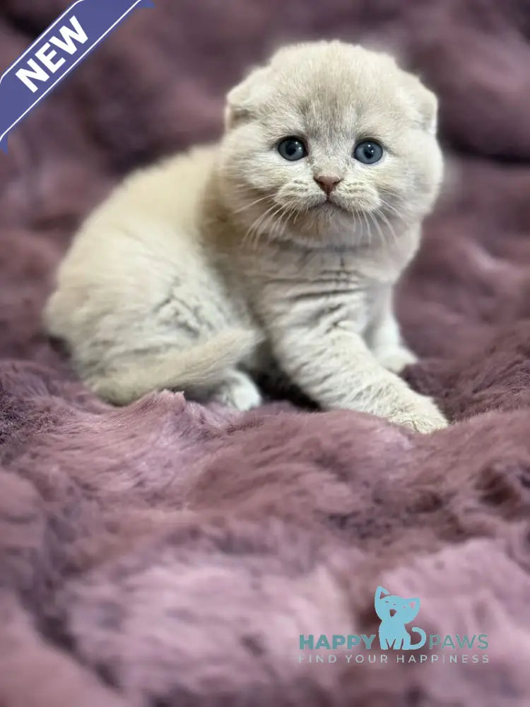 Hayley Scottish Fold female fawn live animals