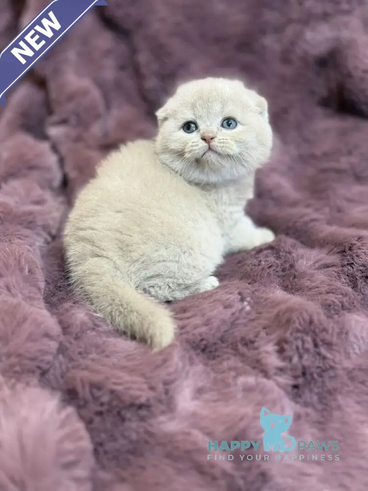 Hayley Scottish Fold female fawn live animals