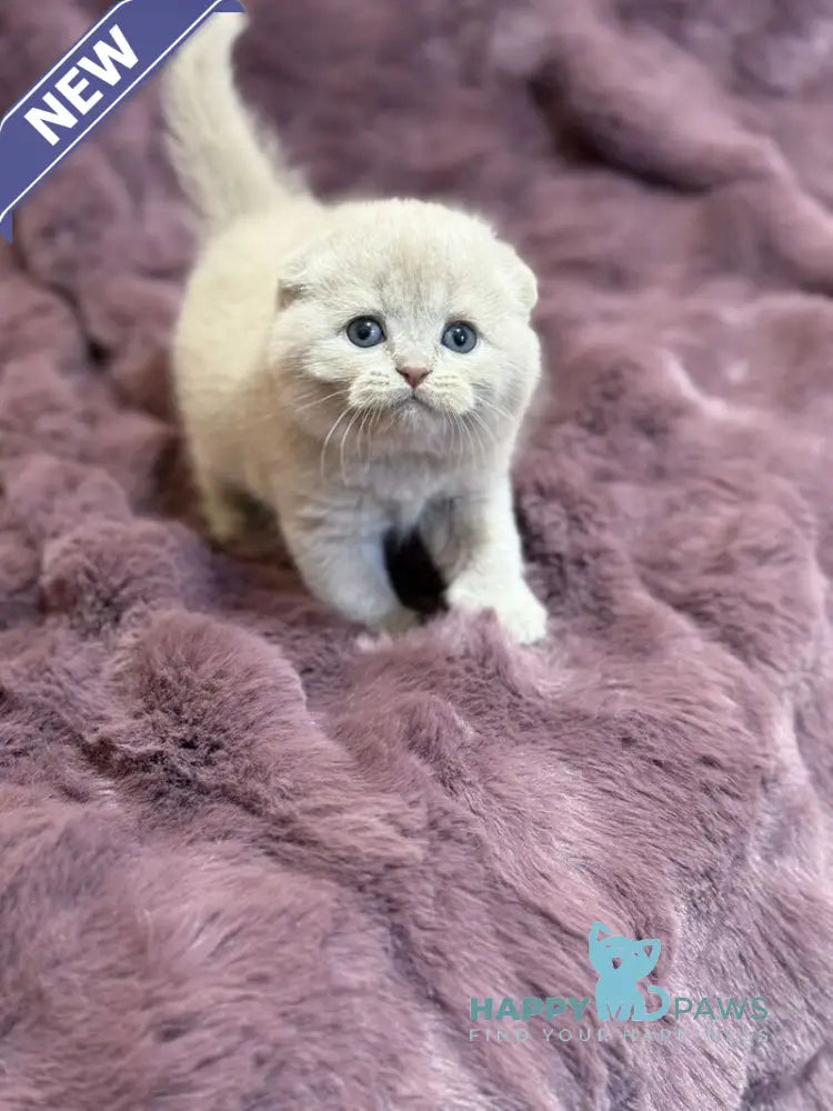 Hayley Scottish Fold female fawn live animals