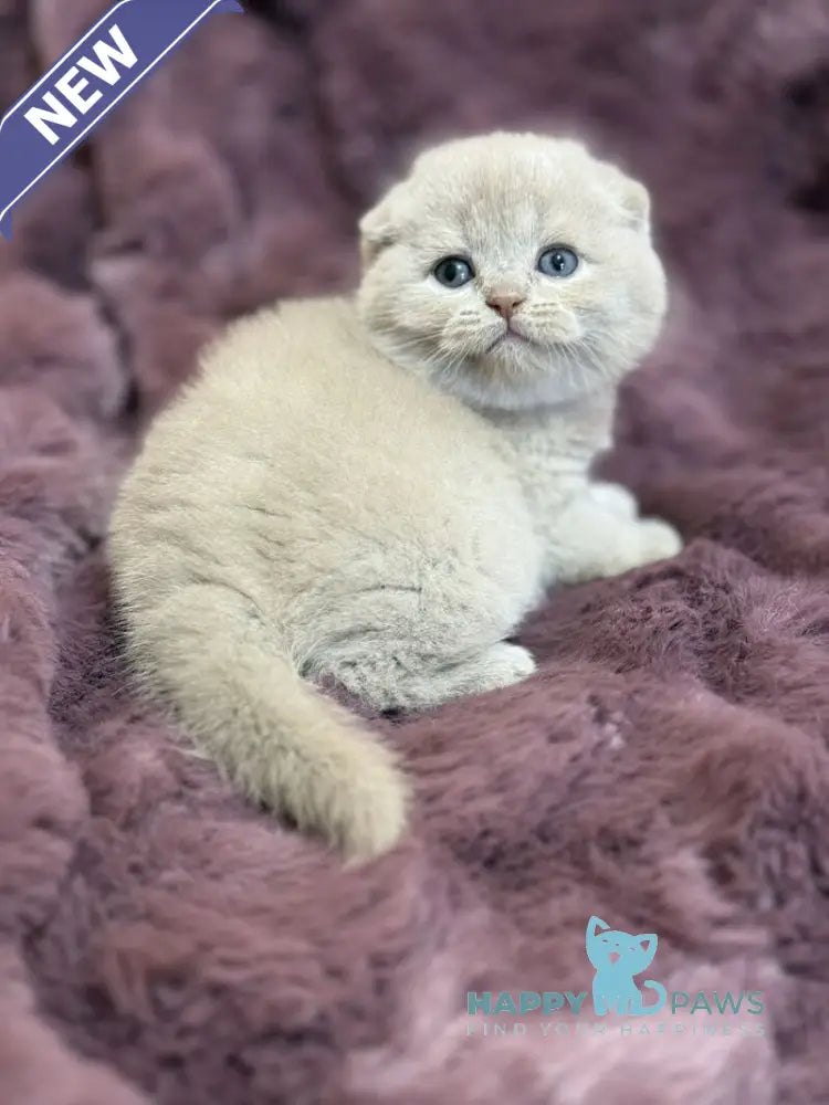 Hayley Scottish Fold female fawn live animals