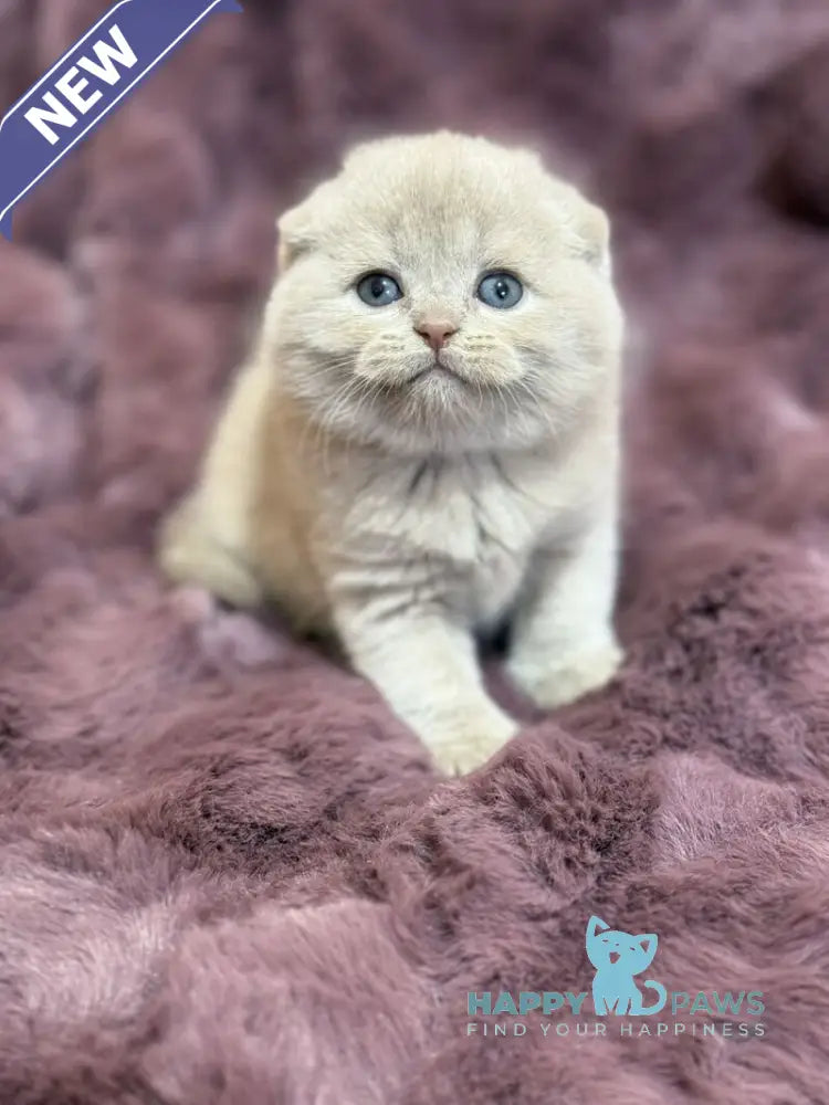 Hayley Scottish Fold female fawn live animals