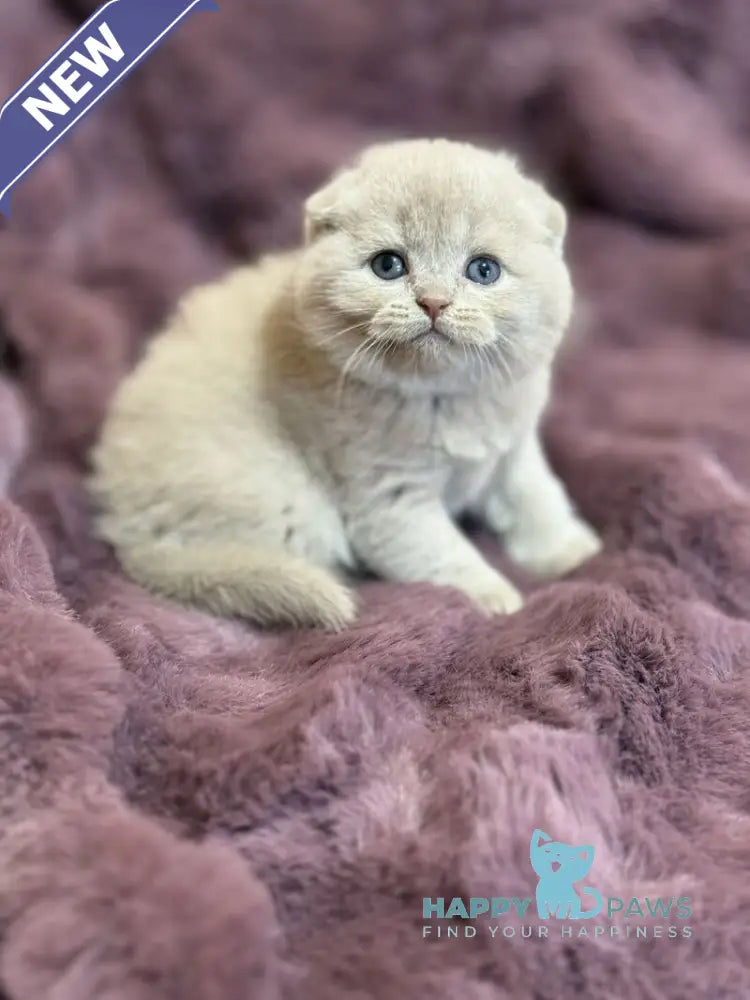 Hayley Scottish Fold female fawn live animals