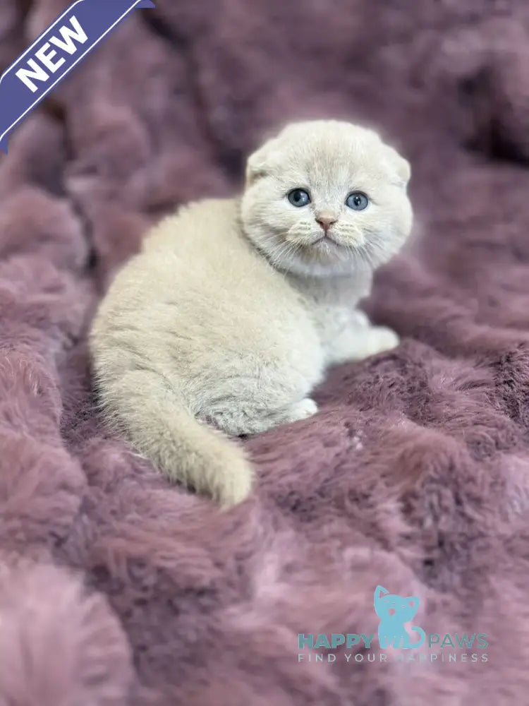 Hayley Scottish Fold female fawn live animals