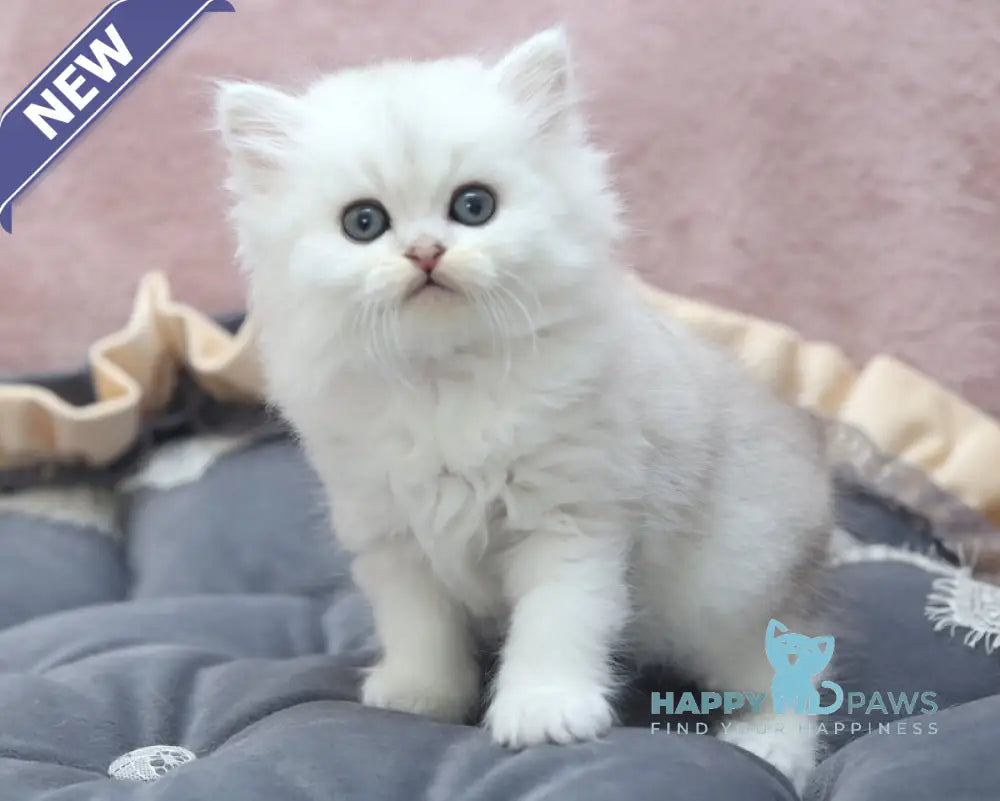 Hayley Scottish Straight female black silver shaded live animals