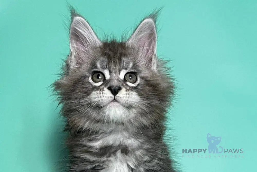 Hazel Maine Coon female black silver tabby live animals