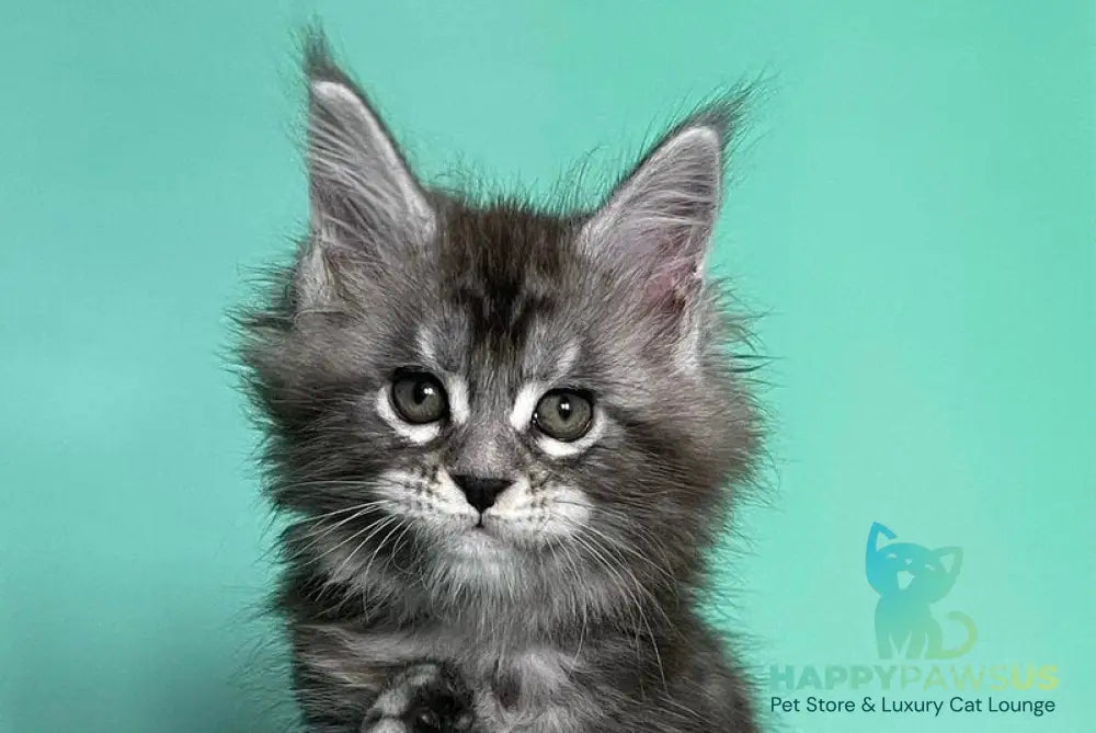 Hazel Maine Coon female black silver tabby live animals