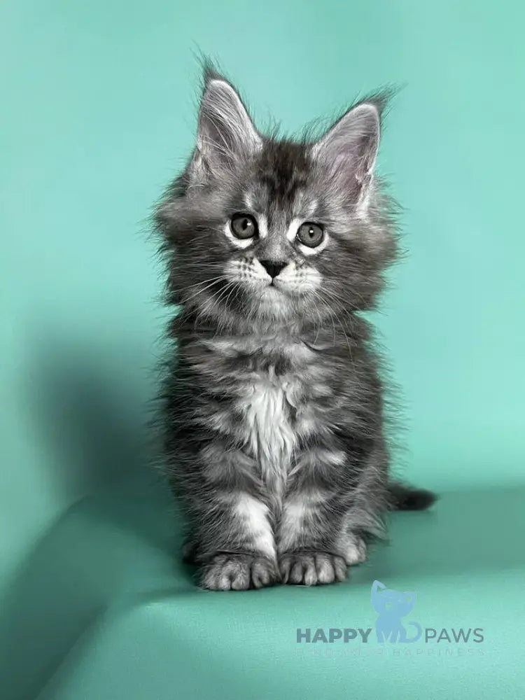 Hazel Maine Coon female black silver tabby live animals