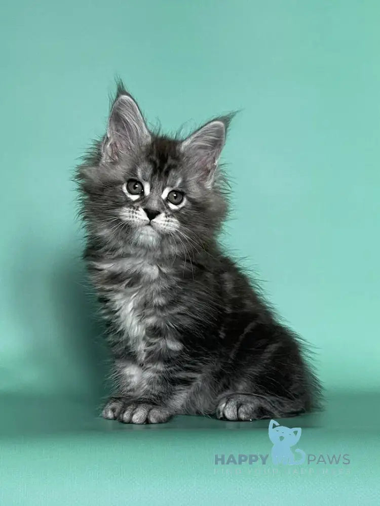 Hazel Maine Coon female black silver tabby live animals
