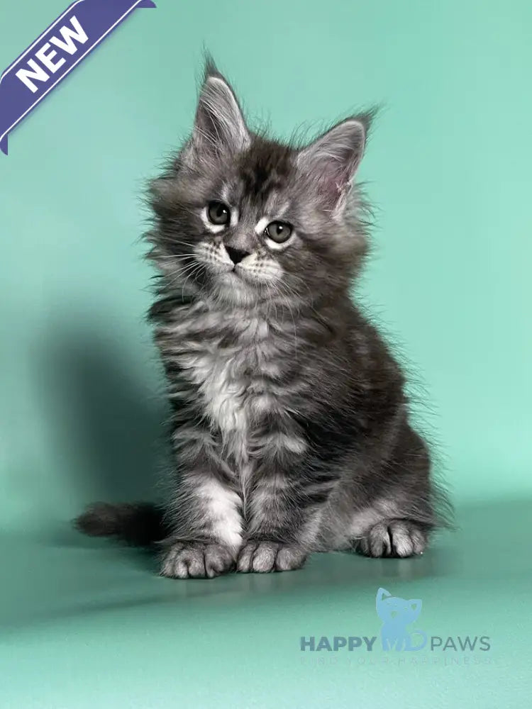 Hazel Maine Coon female black silver tabby live animals