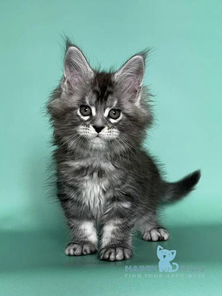 Hazel Maine Coon female black silver tabby live animals