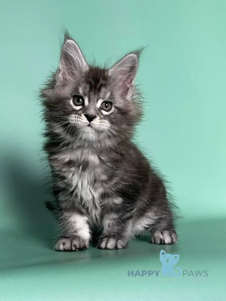 Hazel Maine Coon female black silver tabby live animals