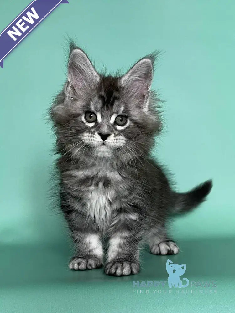Hazel Maine Coon female black silver tabby live animals