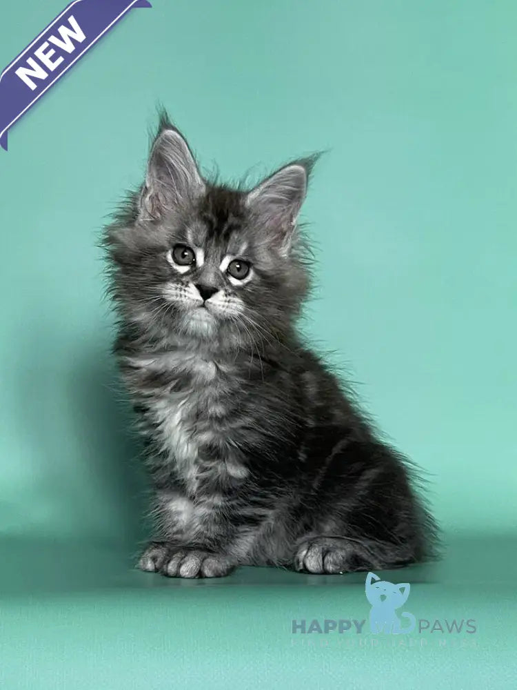 Hazel Maine Coon female black silver tabby live animals