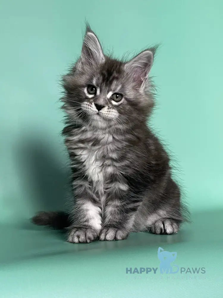 Hazel Maine Coon female black silver tabby live animals